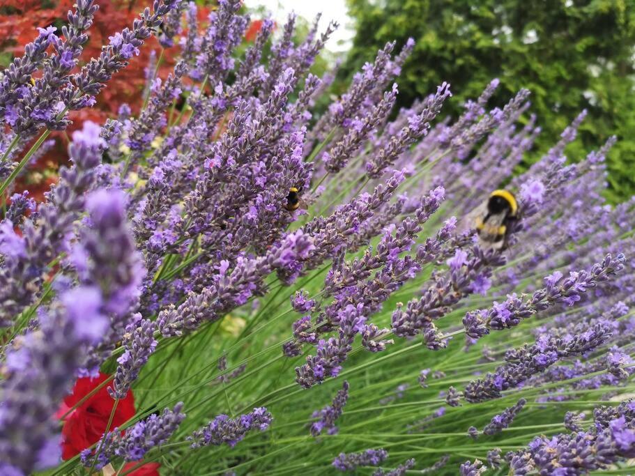 Ferienwohnung Lavendel Варен Екстер'єр фото